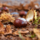 Kastanienmännchen aus Kastanien aus dem Wald