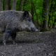 Wildschweine im Wald