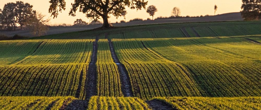 Solidarität mit den friedlichen Protesten der Landwirte
