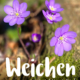 Weichen für eine zukunftsfähige, multifunktionale Forstwirtschaft stellen