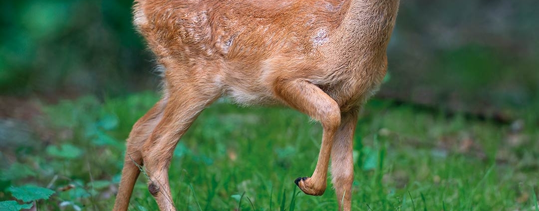 Schützen muss man die Natur – aber bitte richtig!